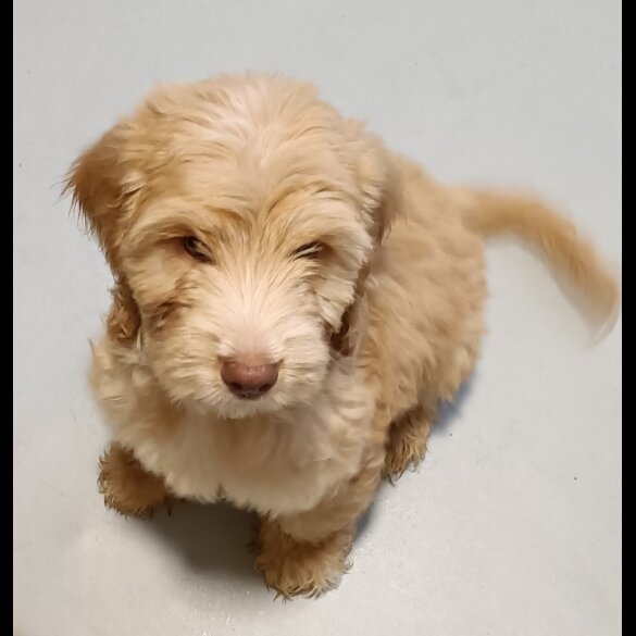 Cockapoo