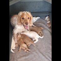 Cockapoo