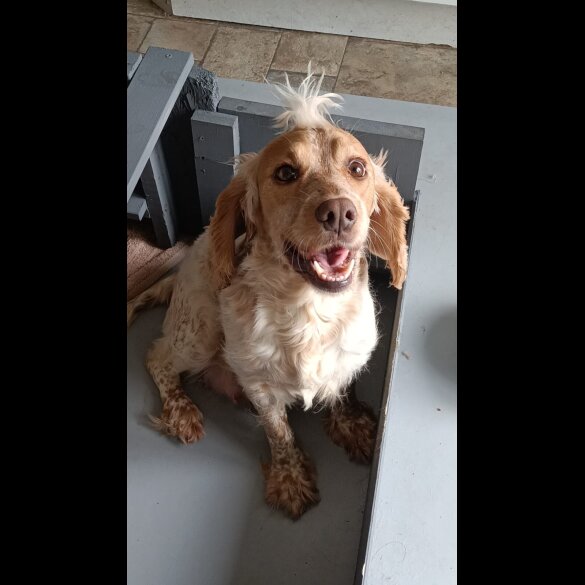 Cockapoo