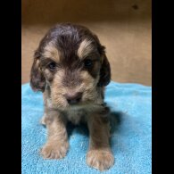 Cockapoo
