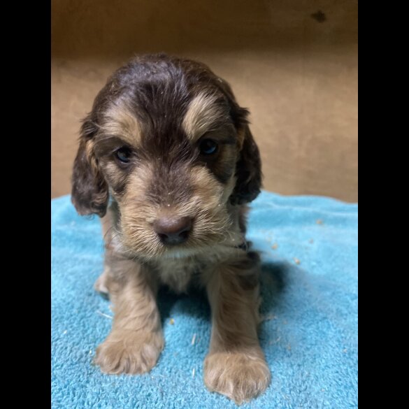 Cockapoo