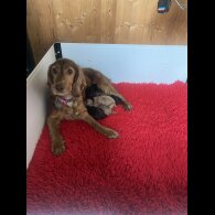 Cockapoo