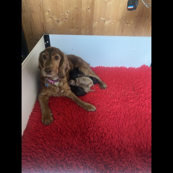 Cockapoo