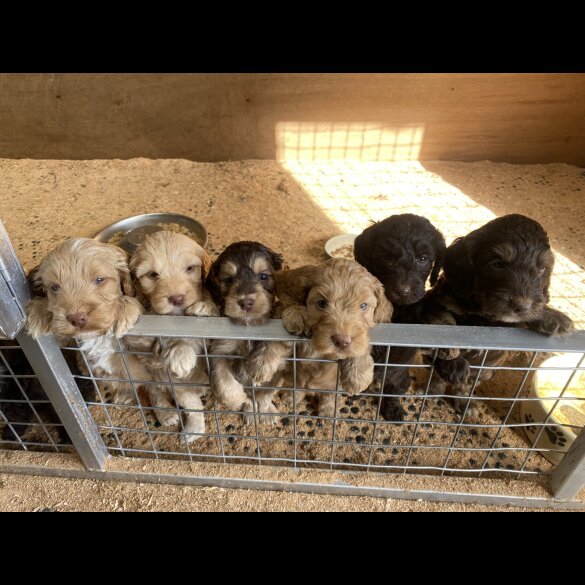 Cockapoo