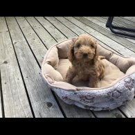Cockapoo