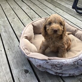 Cockapoo