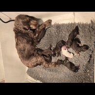 Cockapoo