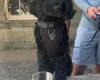 Cockapoo