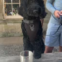 Cockapoo