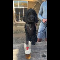 Cockapoo