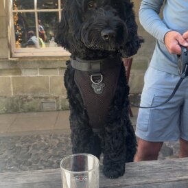 Cockapoo