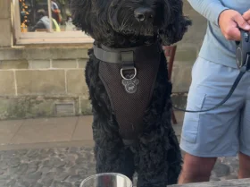 Cockapoo