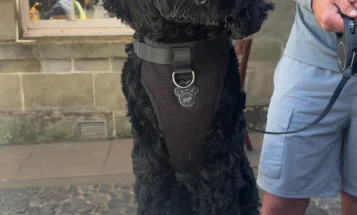 Cockapoo