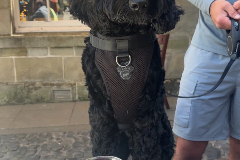 Cockapoo