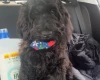 Cockapoo