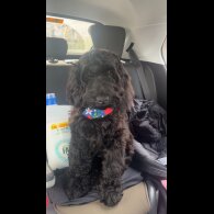 Cockapoo