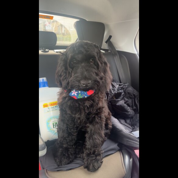 Cockapoo