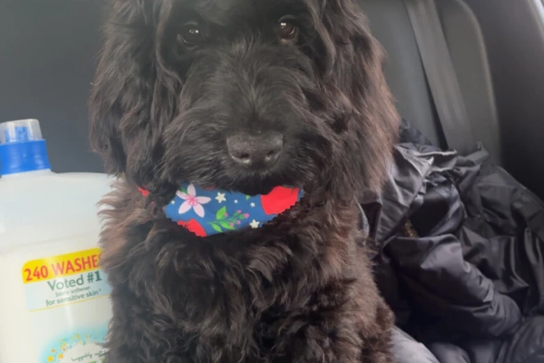 Cockapoo