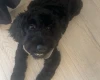Cockapoo