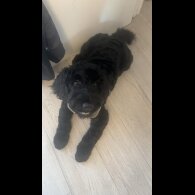 Cockapoo