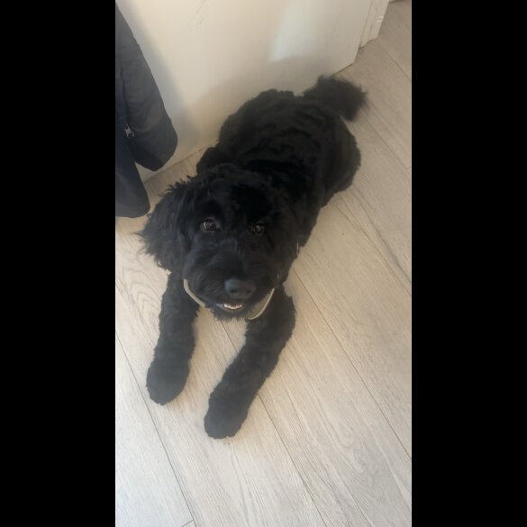 Cockapoo