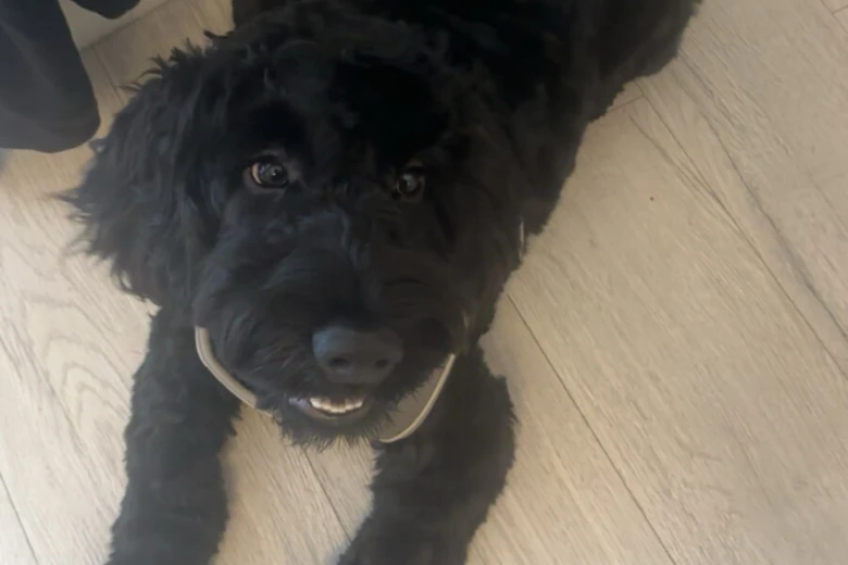 Cockapoo