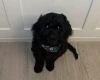 Cockapoo