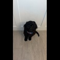 Cockapoo