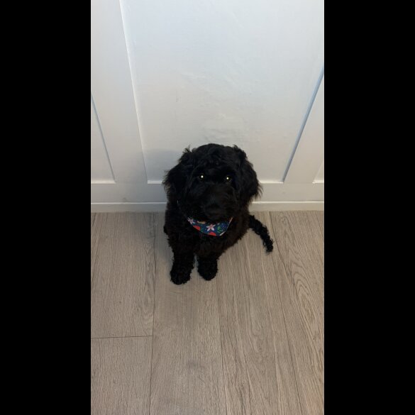 Cockapoo
