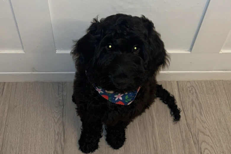 Cockapoo