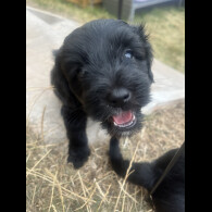 Mixed Breed