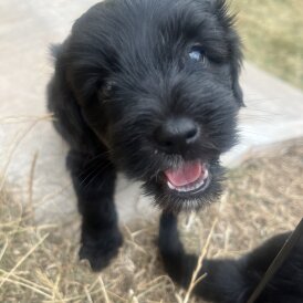 Mixed Breed