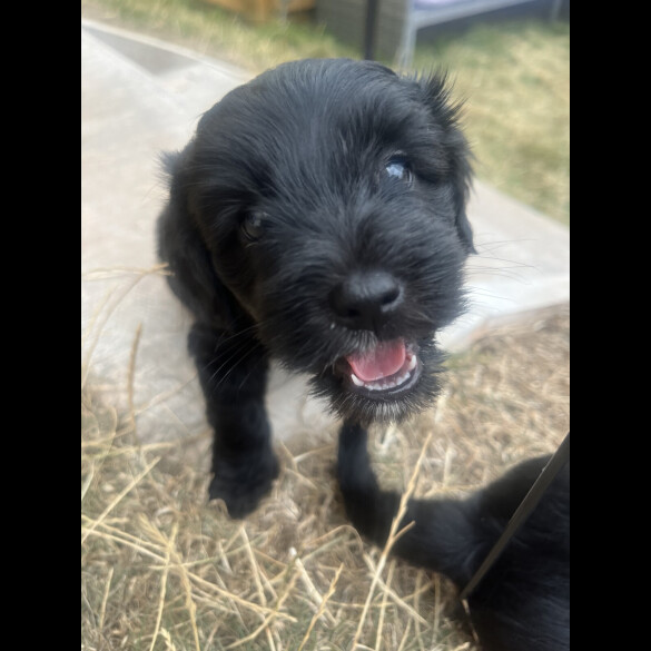 Mixed Breed