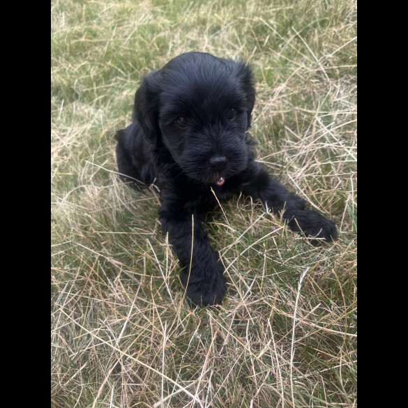 Mixed Breed