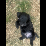 Mixed Breed
