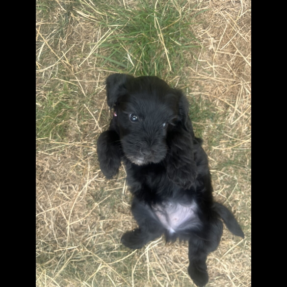 Mixed Breed