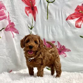Cockapoo - Both