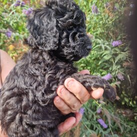 Cockapoo - Both