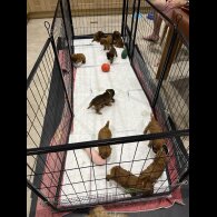 Cockapoo - Both