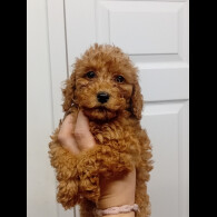 Cockapoo - Both