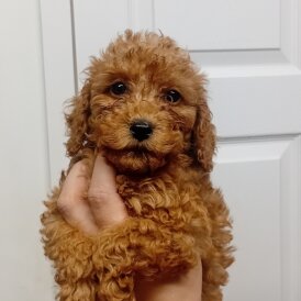 Cockapoo - Both