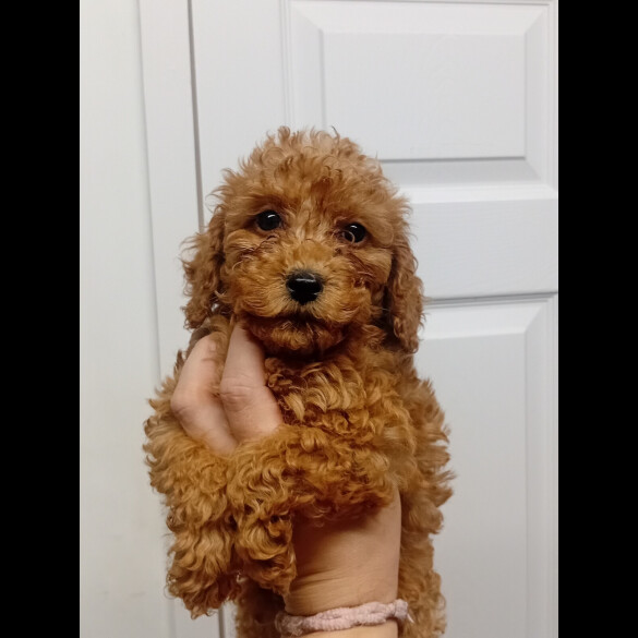 Cockapoo - Both