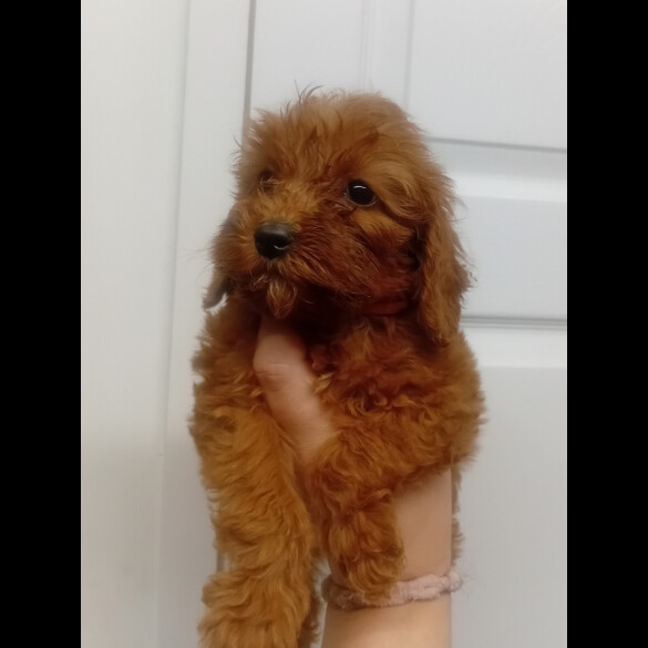 Cockapoo - Both
