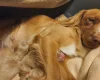 Cockapoo