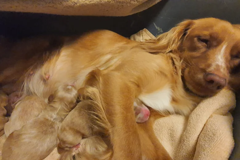 Cockapoo