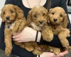 Cockapoo