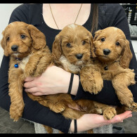 Cockapoo