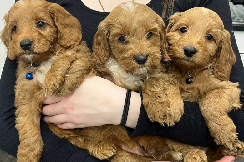 Cockapoo