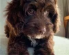 Cockapoo