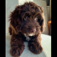 Cockapoo
